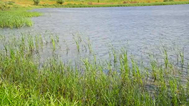 Fragment of pond overgrown with reeds — Stock Video