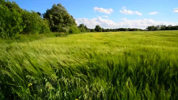 Rogge veld en bomen tijdens een sterke wind — Stockvideo