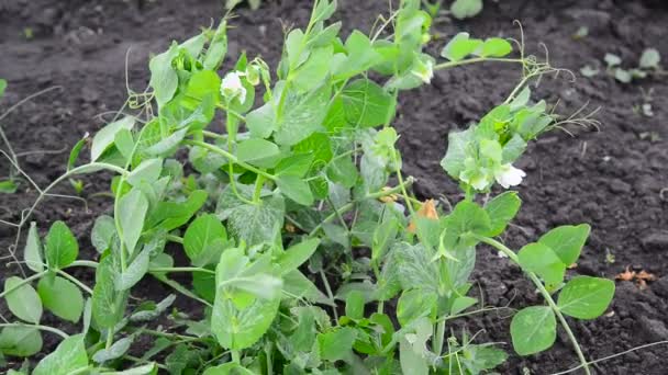 Bloei witte bonen groeien in tuin — Stockvideo