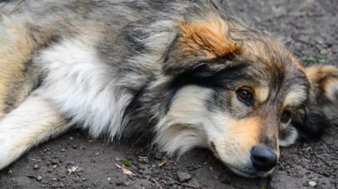 Shaggy köpek nemli toprağın altında yatıyor