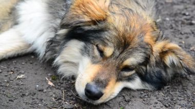 Shaggy köpek nemli toprağın altında yatıyor