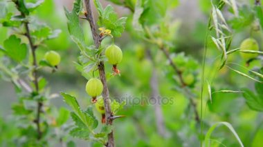 Şube olgun bektaşi üzümü ile sallanır rüzgarda