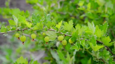 Şube olgun bektaşi üzümü ile sallanır rüzgarda