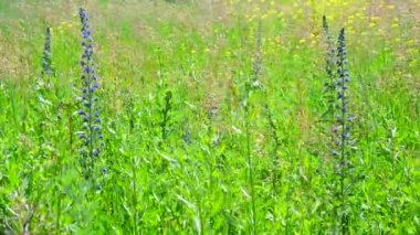 Vahşi çayır çiçekler ve bitkiler ile parçası