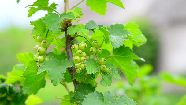 Sprig of green immature currant — Stock Video