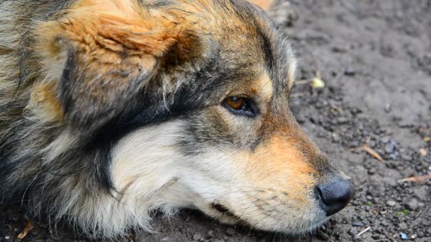 Shaggy bâtard se trouve dans un sol humide 