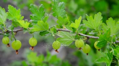 Şube olgun bektaşi üzümü ile sallanır rüzgarda