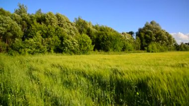 Çavdar alan ve ağaçlar güçlü bir rüzgar sırasında