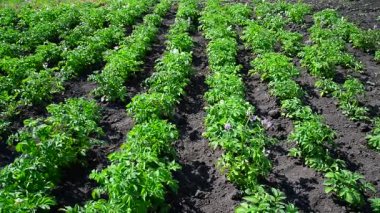 Patates alanında düz yataklar