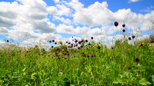 Fiori di aglio selvatico contro bel cielo — Video Stock