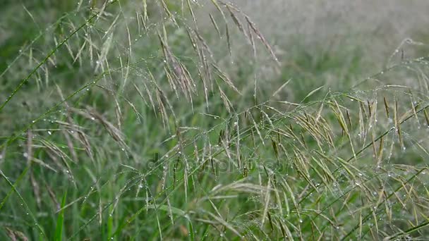 Avena selvatica bagnata dalla pioggia — Video Stock