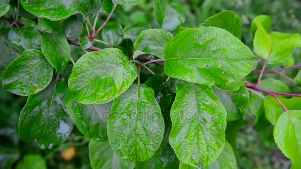 Feuilles humides pommier sous la pluie — Video