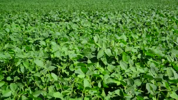 Field of young green beans — Stock Video