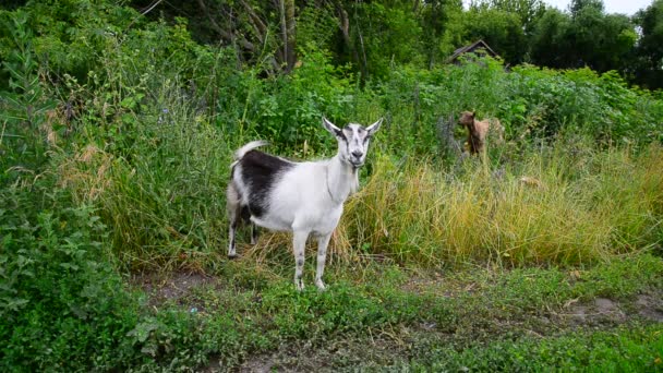 White and brown goat in rural outback in Russia — Stock Video