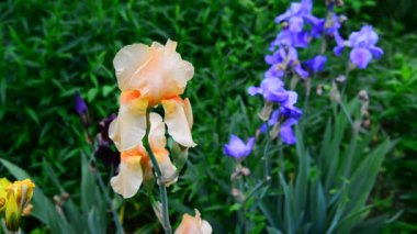 Sonra yağmur Su damlacıkları pembe ve mavi süsen