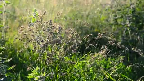 Дикая высокая трава, качающаяся на ветру — стоковое видео