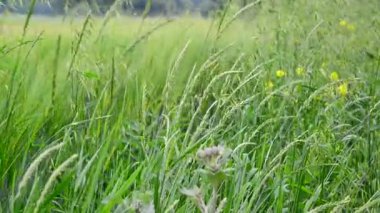 alan bitkiler ve çiçekler Rusya'da