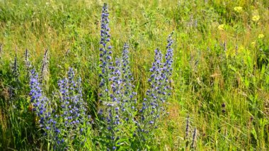 alan bitkiler ve çiçekler Rusya'da