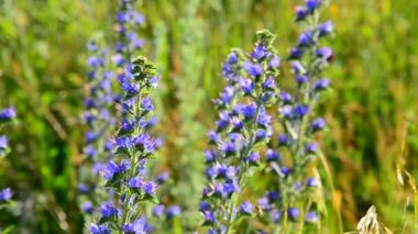 alan bitkiler ve çiçekler Rusya'da