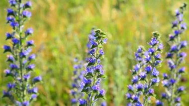 alan bitkiler ve çiçekler Rusya'da