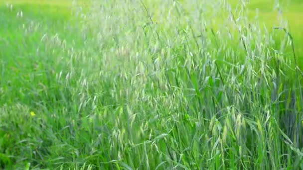 La avena verde se balancea en el viento — Vídeos de Stock