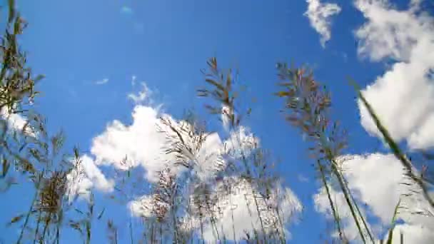 Grande herbe se balançant dans le vent sur fond de beau ciel 