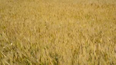 Ağustos ayında olgun buğday alan. Rusya