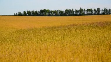 Ağustos ayında olgun buğday alan. Rusya