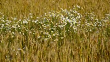Camomiles olgun buğday alanında Glade