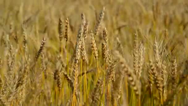 Espigas de trigo maduro de cerca. Rusia — Vídeos de Stock