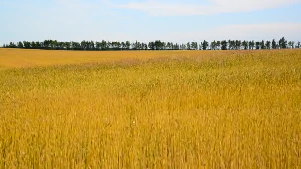 Спелое пшеничное поле в августе. Россия — стоковое видео