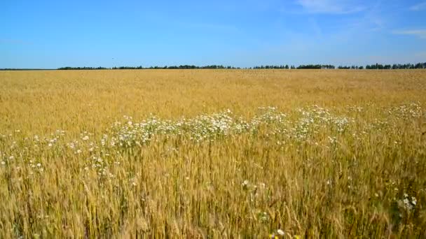 Glade van camomiles in rijpe tarweveld — Stockvideo