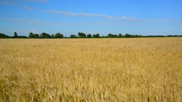 Rijpe tarweveld in augustus. Rusland — Stockvideo