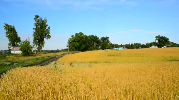 Campo di grano maturo alla periferia del villaggio, Russia — Video Stock