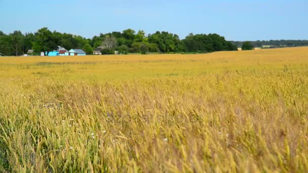 Campo di grano maturo alla periferia del villaggio, Russia — Video Stock