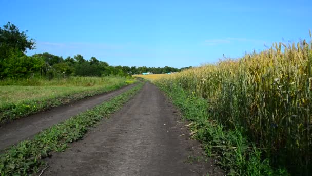 Road to rural house along a ripe wheat field, Russia — Stock Video