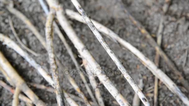 Pequenas formigas negras rastejam em galhos secos — Vídeo de Stock