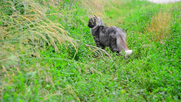 Сірий кіт стоїть в траві влітку — стокове відео