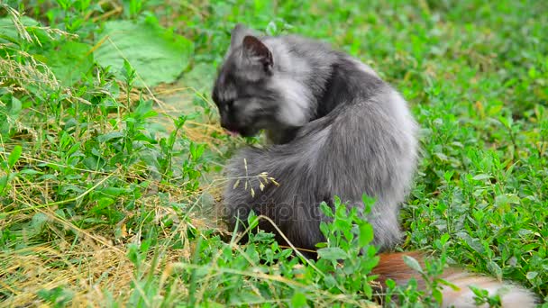 Серый кот облизывает шерсть на природе — стоковое видео