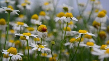 Uğur böceği alan papatya üzerinde oturur