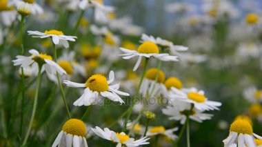 Sinek alan papatya üzerinde oturur