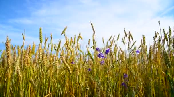 Weizenfeld mit blauen Wildblumen — Stockvideo