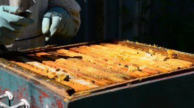 Arıcı kovandan bal ile çerçeve dışarı alır