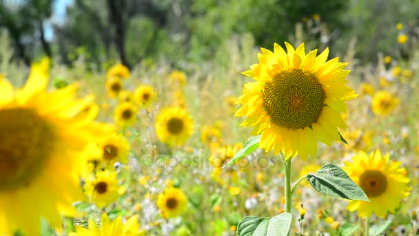 Tournesol en fleurs se balançant dans le vent dans le champ 