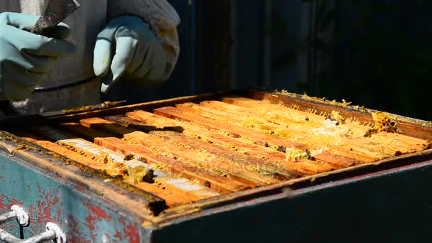 Beekeeper takes out frame with honey from the hive — Stock Video