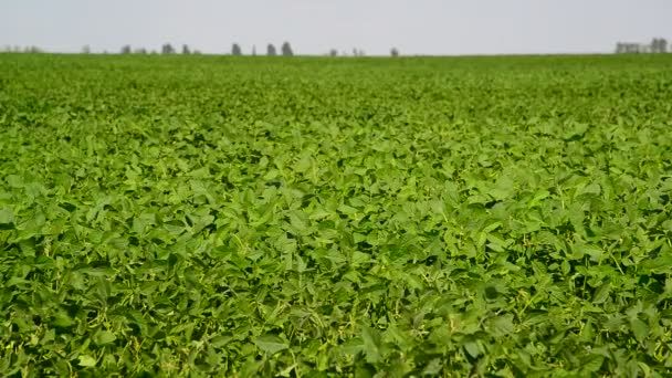 Feld junger grüner Bohnen — Stockvideo