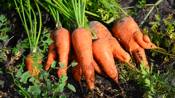 Carrot crop Lying on ground in the garden — Stock Video