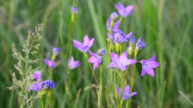 Çayır yakın çekim üzerinde Lila kır çiçekleri