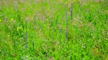 Vahşi çayır çiçekler ve bitkiler ile parçası