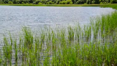 Sazlık ile büyümüş gölet parçası